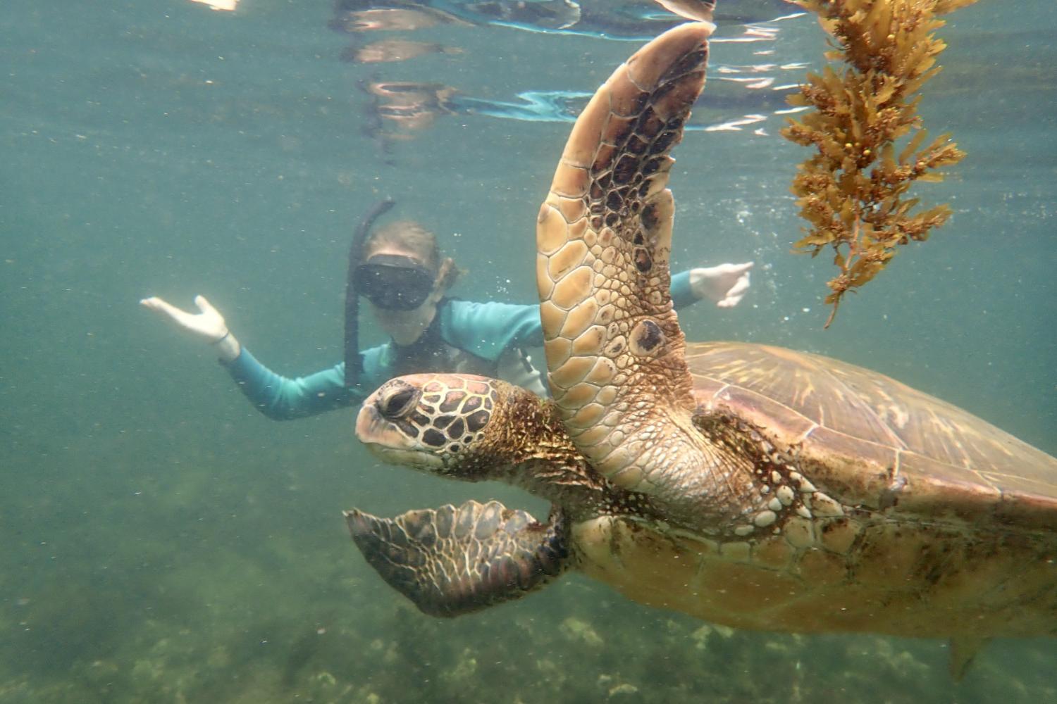 一名<a href='http://rsou.ngskmc-eis.net'>博彩网址大全</a>学生在Galápagos群岛游学途中与一只巨龟游泳.